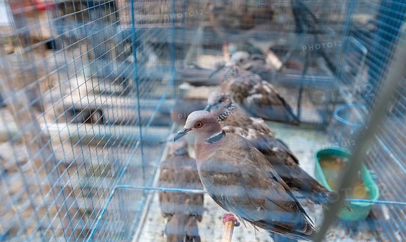 Cage with pigeons