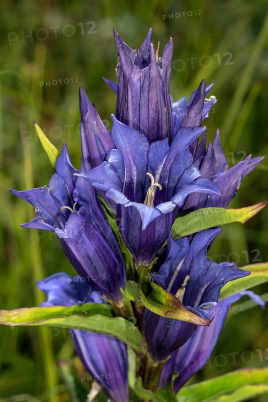 Willow Gentian
