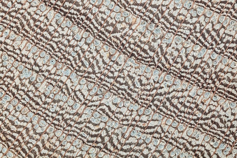 Photomicrograph