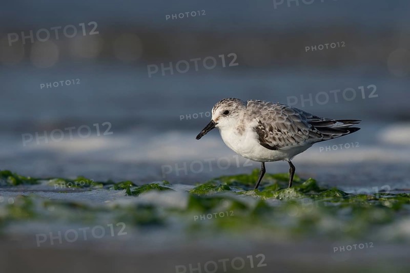 Sanderling
