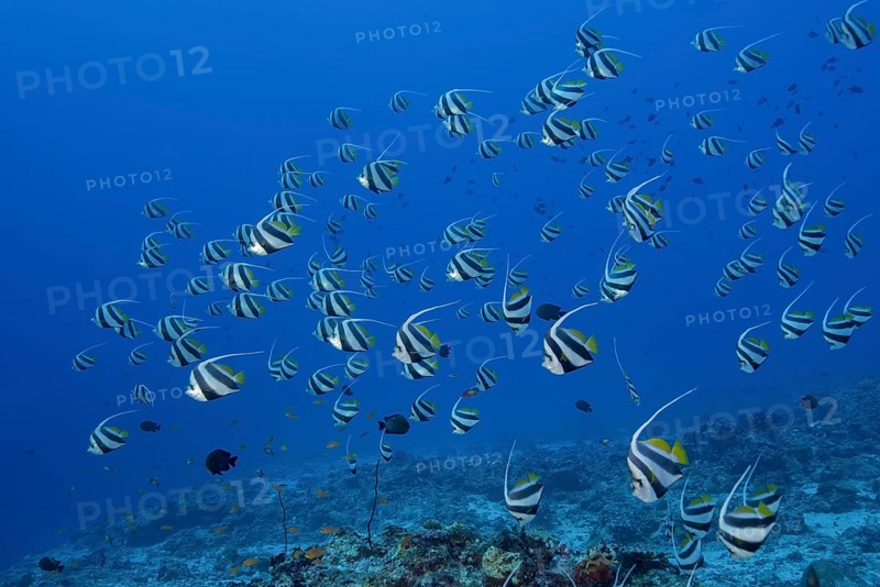 School of Schooling bannerfish