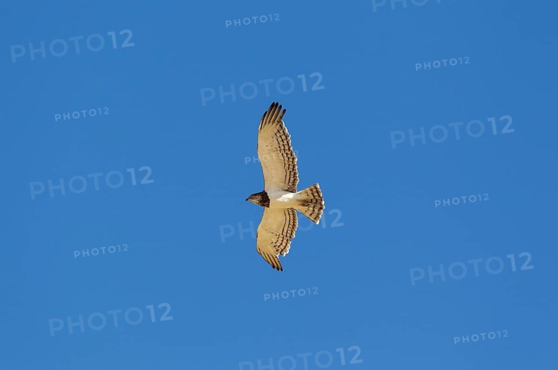 Black-chested Snake Eagle