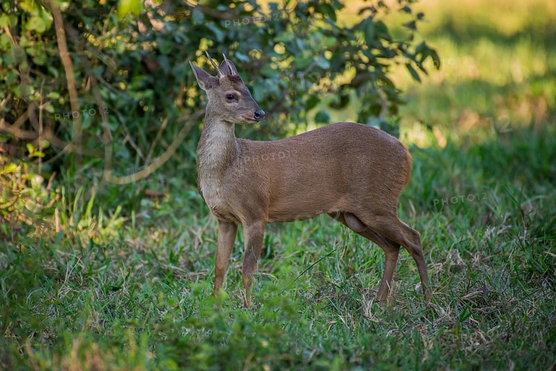 Red brocket