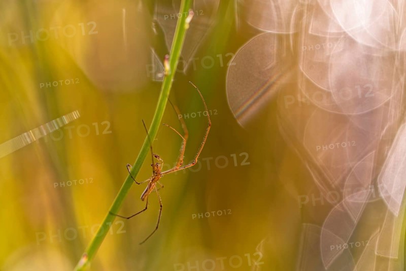 Common Stretch-spider