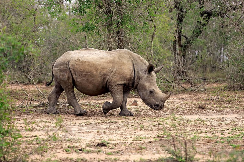 Great White Rhinoceros