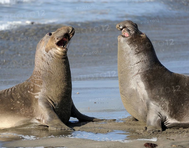 Northern Elephant Seal