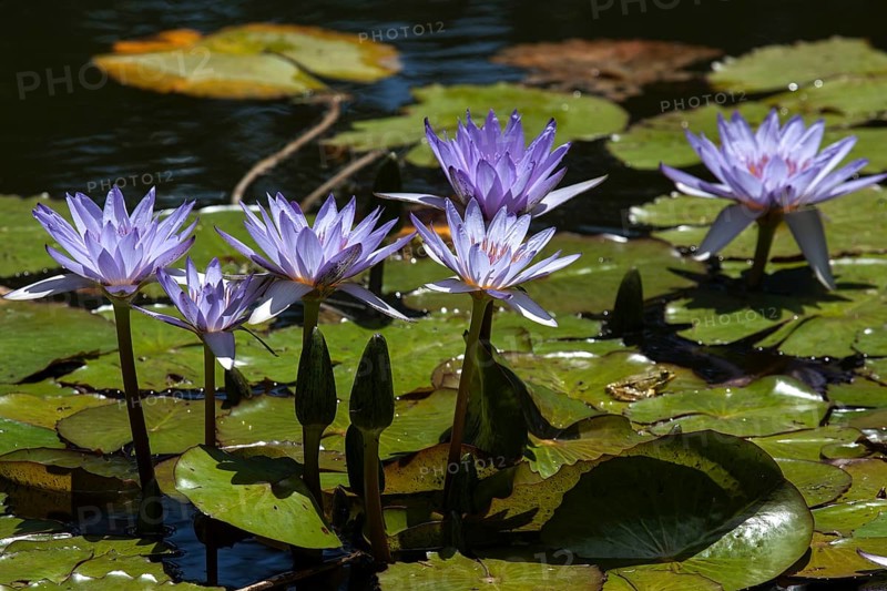 Cape blue water lilies