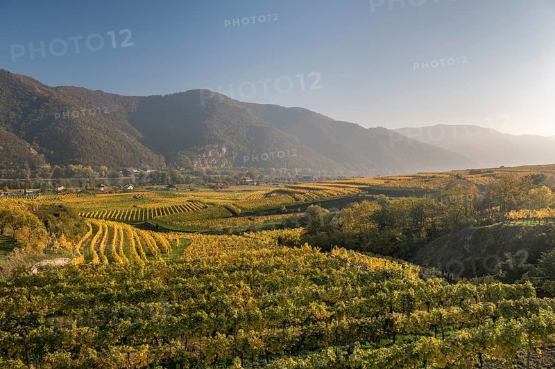 Autumnal vineyards near Weissenkirchen in the Wachau