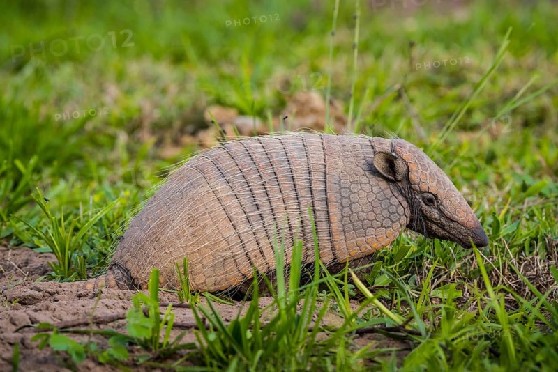 Big hairy armadillo