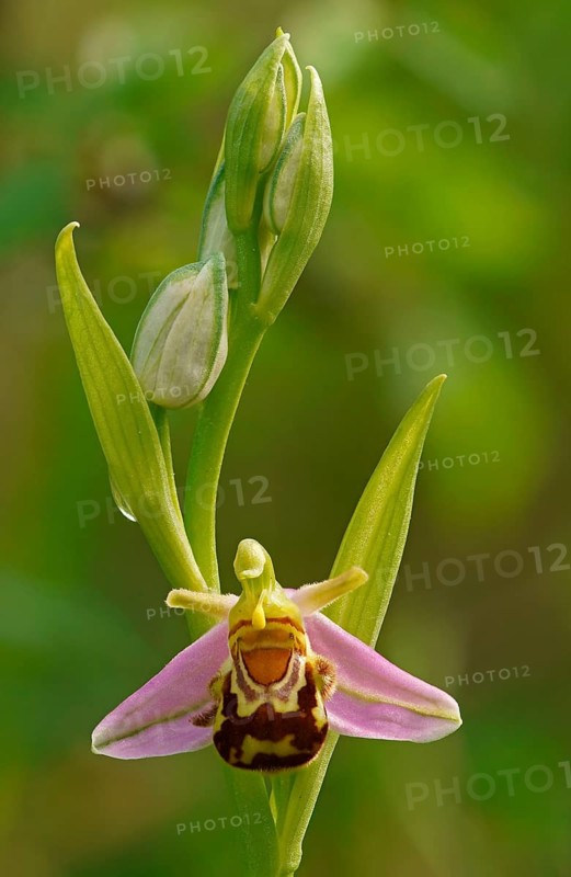 Bee orchid