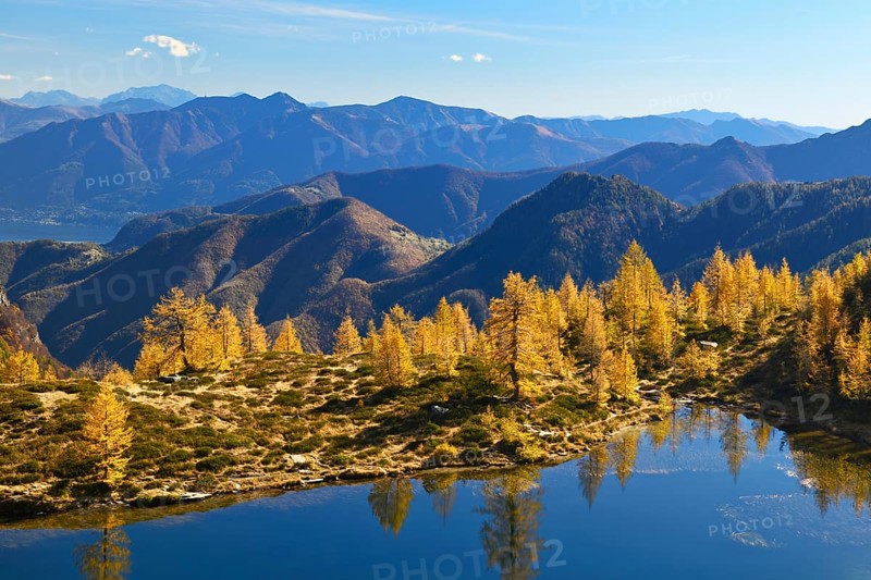 Larches