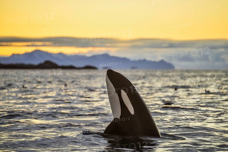 Orca