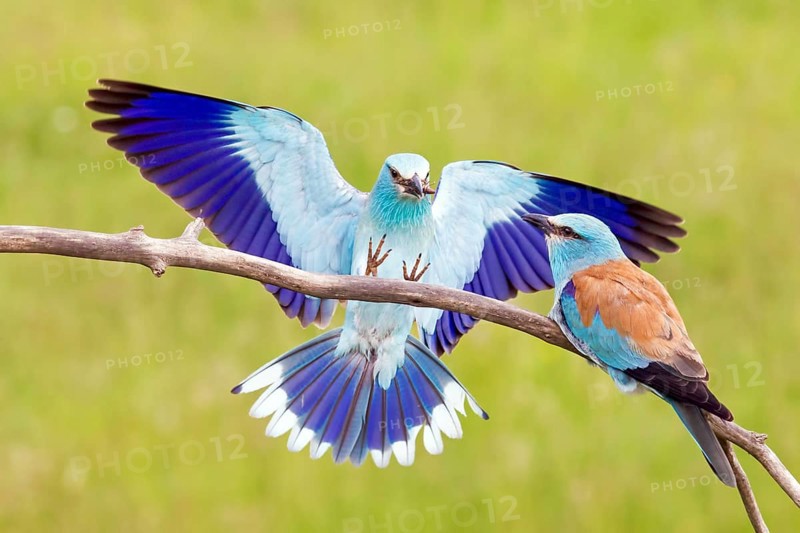 European roller