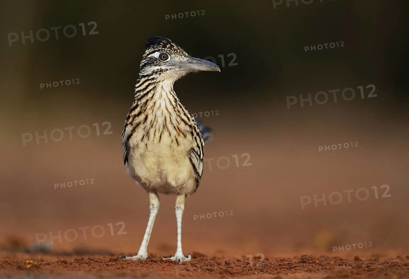 Greater Roadrunner