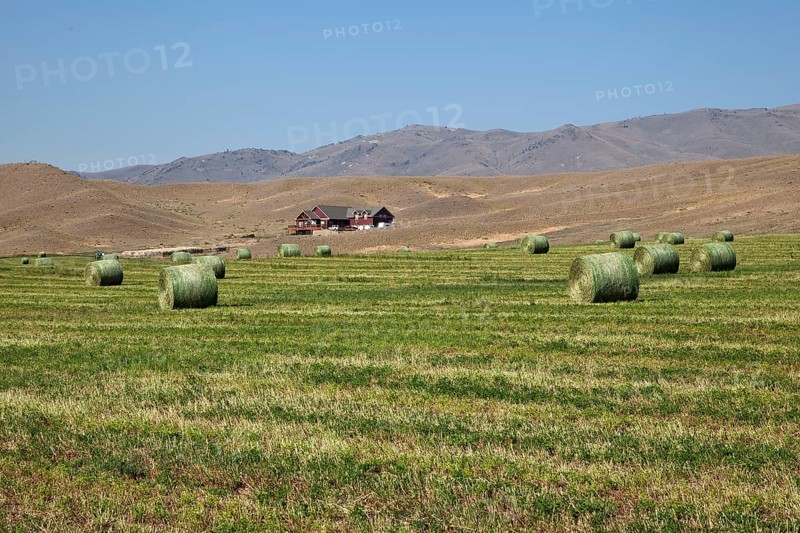 Round hay bales on mown meadow