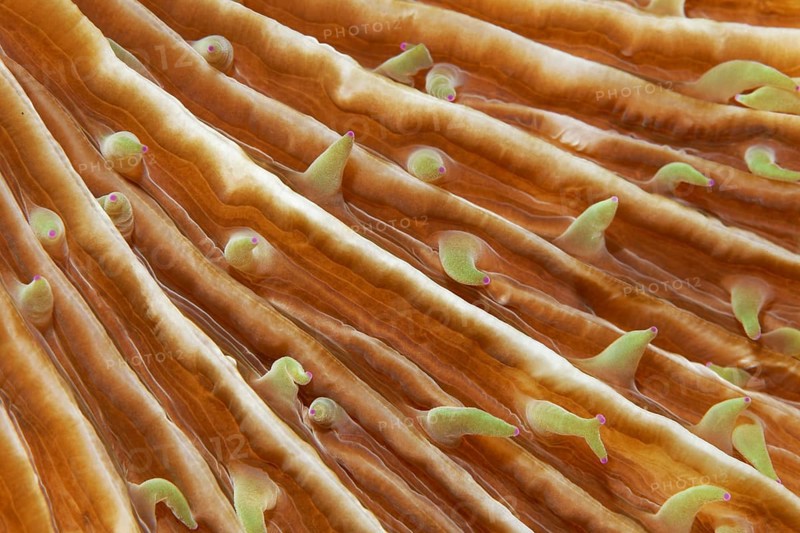 Polyps of mushroom coral