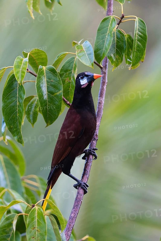 Montezuma oropendola
