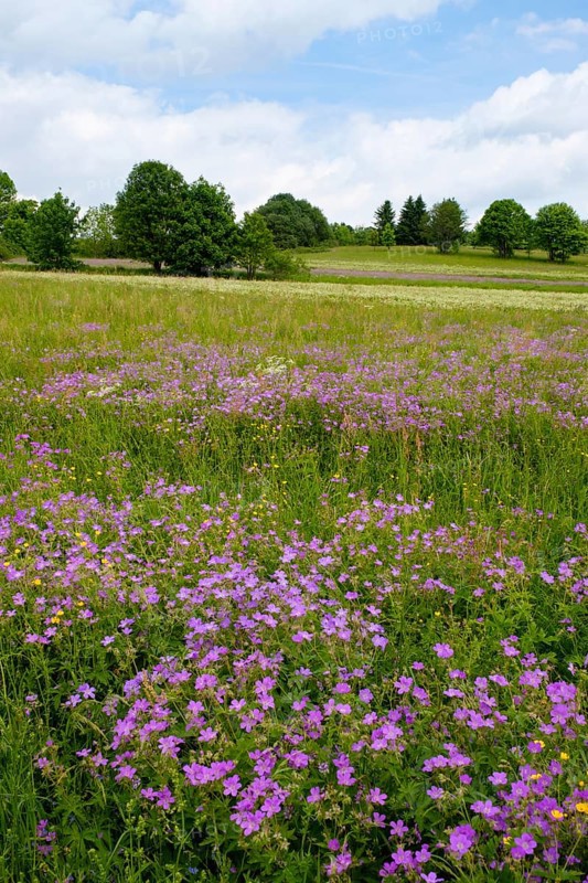 Meadow cranesbill