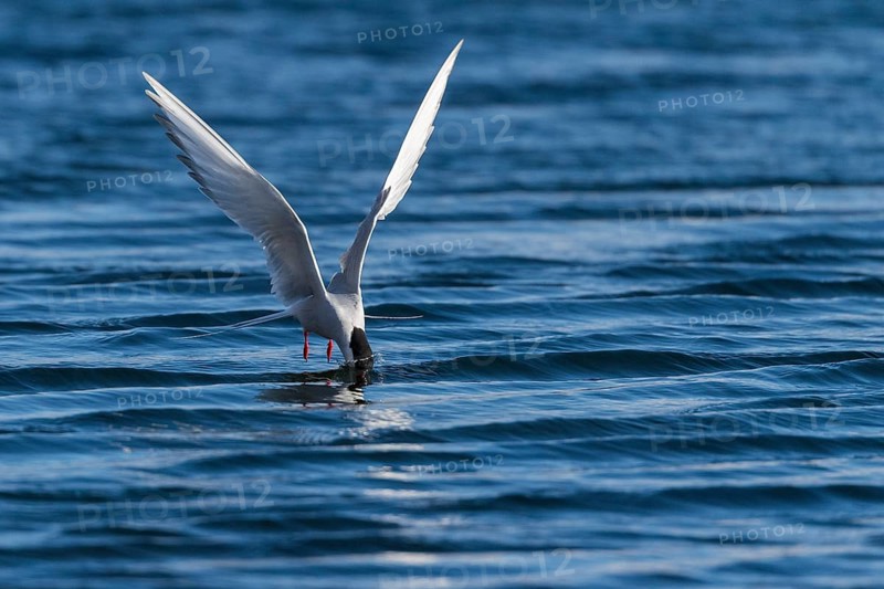 Arctic tern