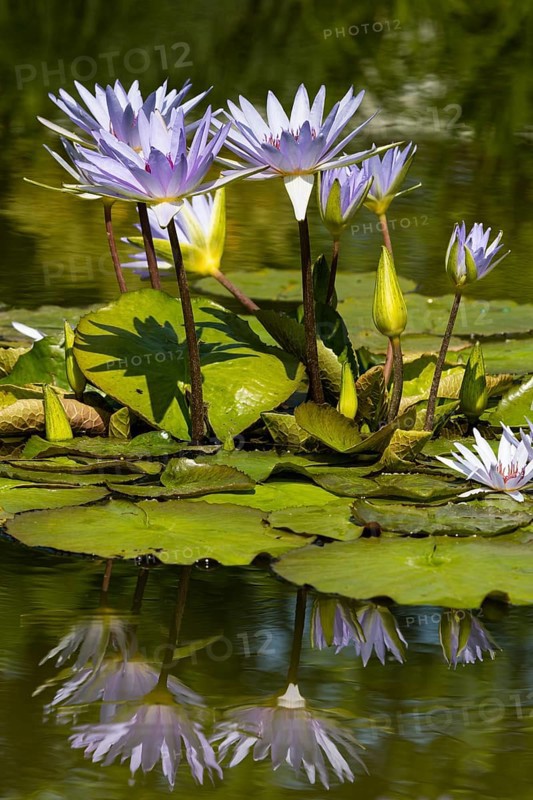 Cape blue water lilies