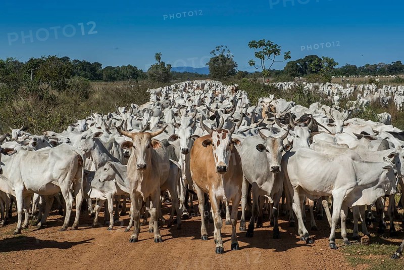 Herd of Nelore cattle