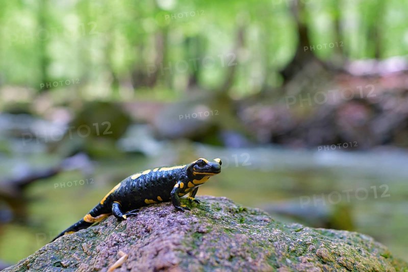 Fire salamander