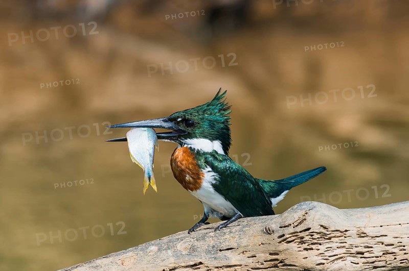 Green Kingfisher