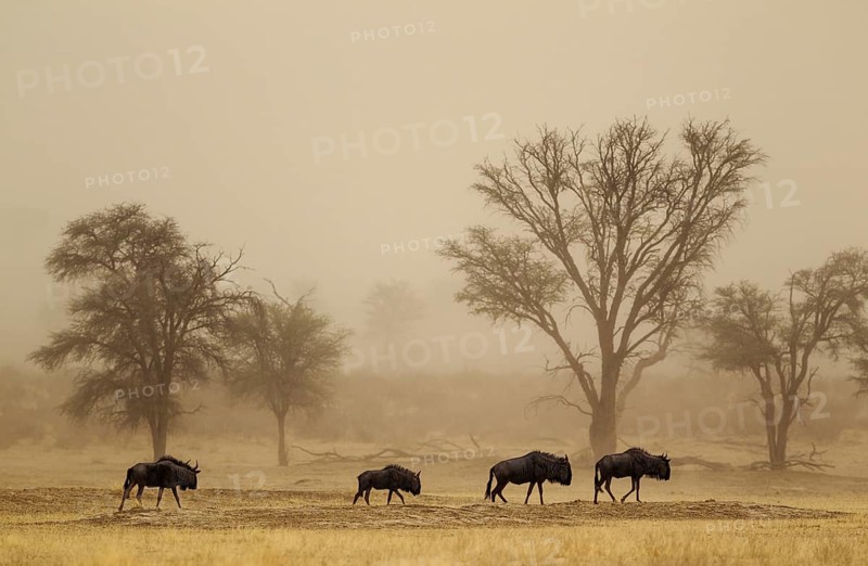 Blue Wildebeest