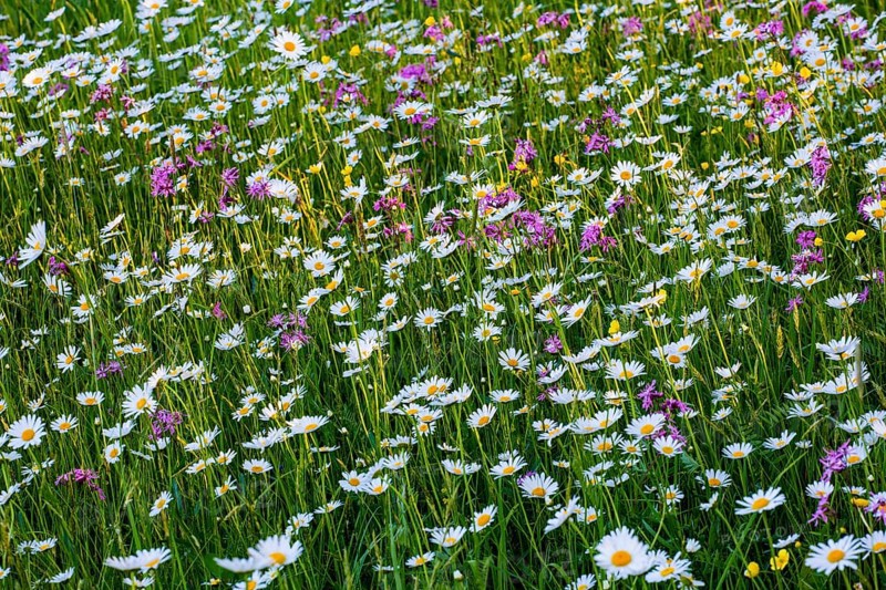 Sea of blossoms