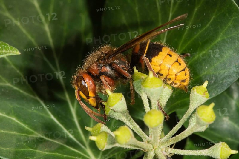European hornet