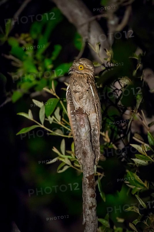 Common potoo
