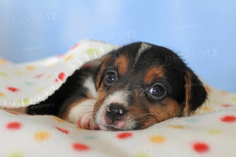 Jack Russell Terrier