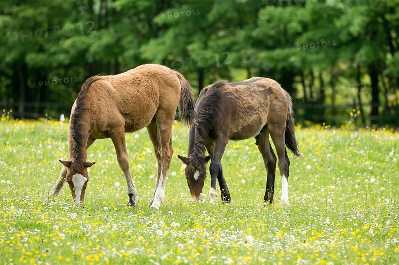 Two haflinger foals grazing