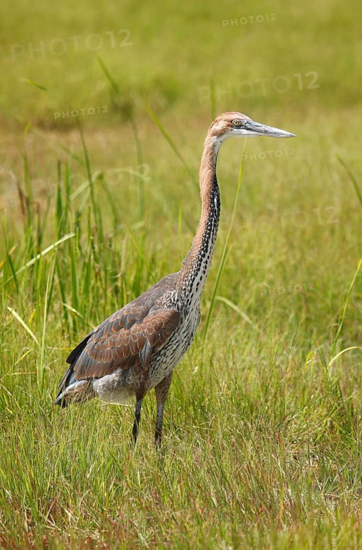 Goliath heron