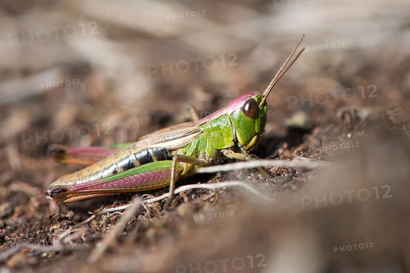 The meadow grasshopper