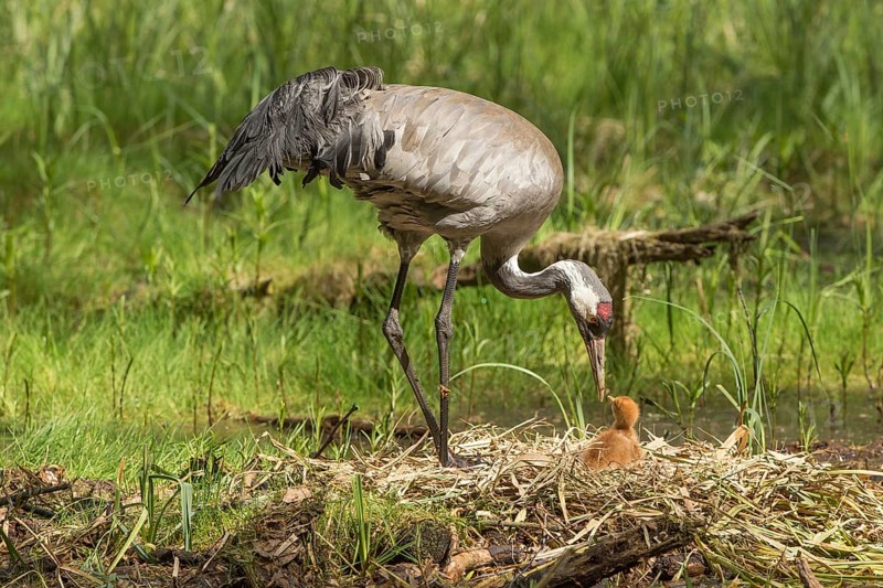 Common or Eurasian crane
