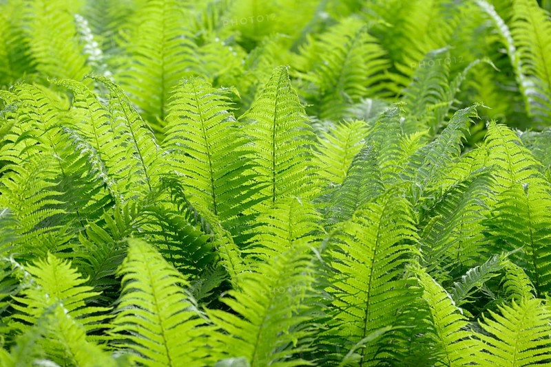 Ostrich fern