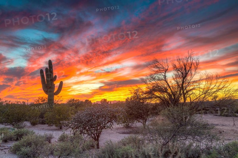 Desert landscape with saguaro cactus