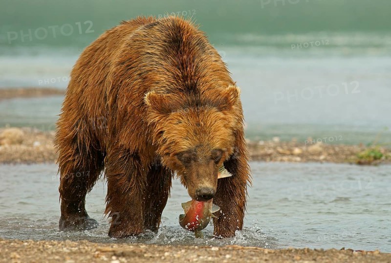 Brown bear