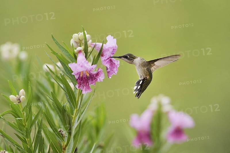 Ruby-throated Hummingbird