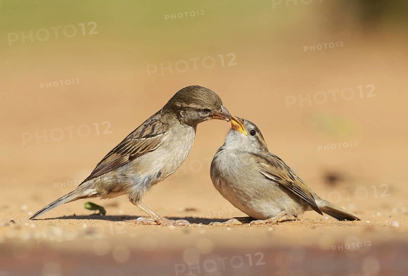 House Sparrow