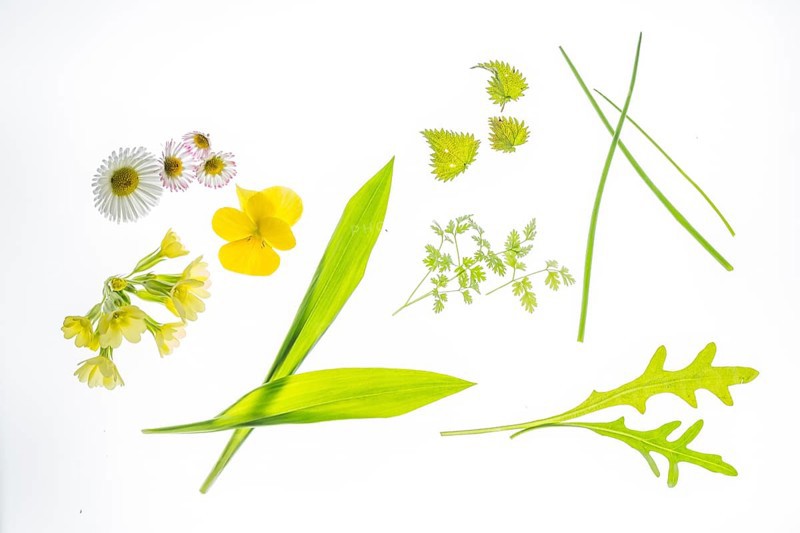 Still life with herbs and flowers