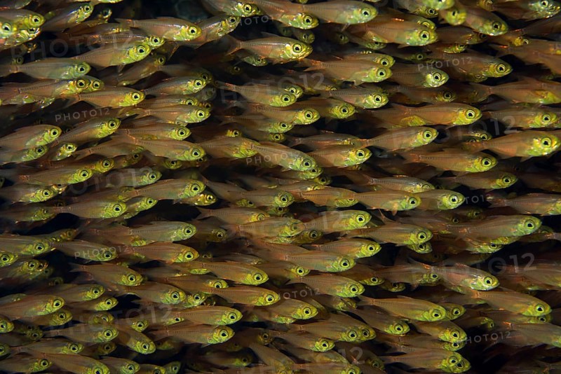 Large school of Glassfish