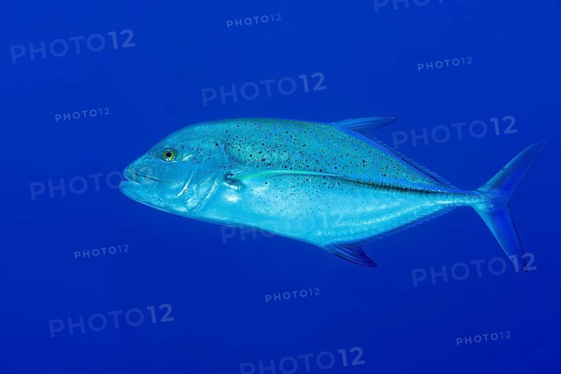 Bluefin trevally