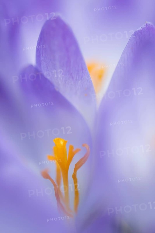 Woodland crocus