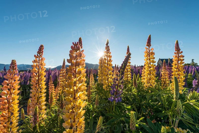 Sun shining through yellow multi Large-leaved lupines