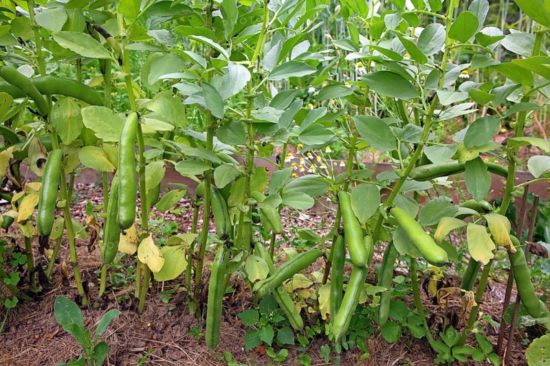 Broad bean
