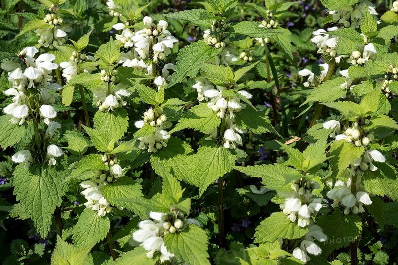 White nettle