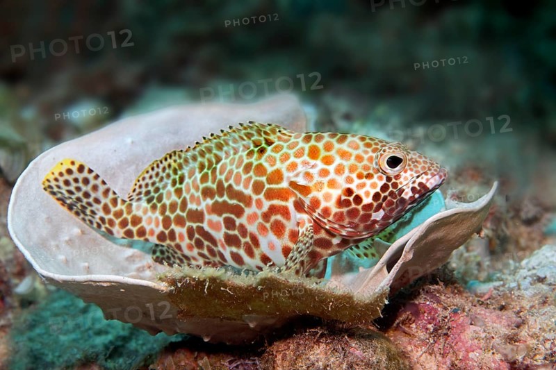 Honeycomb grouper