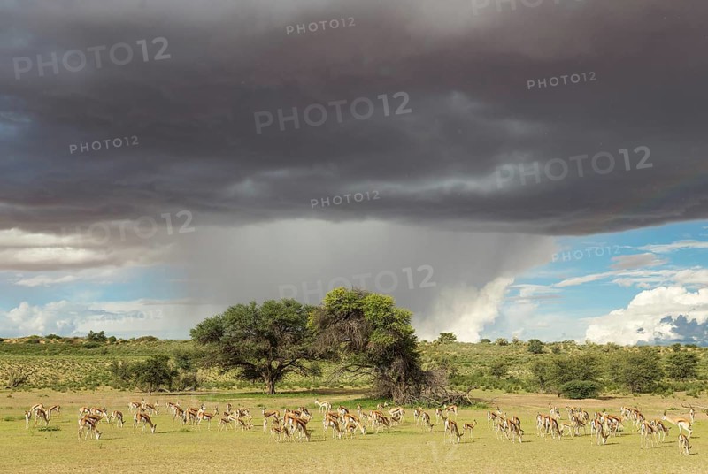 Springboks